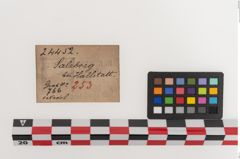 Etiketten zu Bronzemehrkopfnadel (NHMW-PRAE-024452)